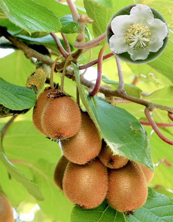 Picture of Organic Thailand Mini Kiwi Fruit Bonsai Seeds - 25 Pcs SeedS
