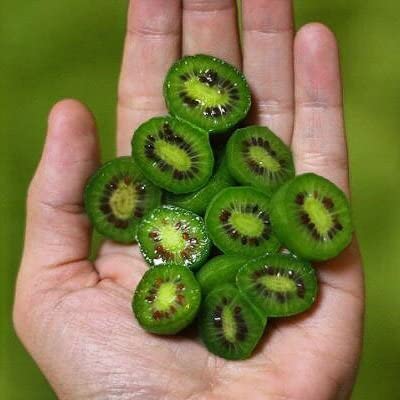 Picture of Organic Thailand Mini Kiwi Fruit Bonsai Seeds - 25 Pcs SeedS