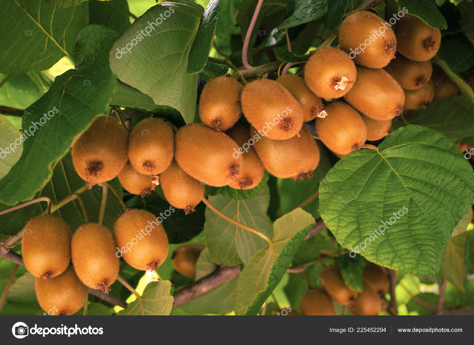 Picture of Organic Thailand Mini Kiwi Fruit Bonsai Seeds - 25 Pcs SeedS