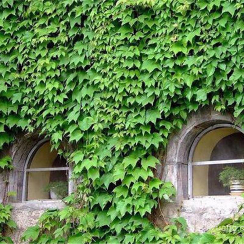 Picture of 10 Pcs Global Boston Ivy Climbing Creeper Flower SeedS