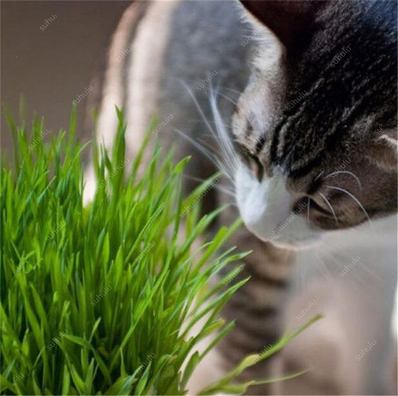 Picture of All Season Cat Grass Foliage Plant Bonsai Seeds - 300 Pcs SeedS