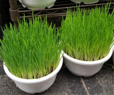 Picture of All Season Cat Grass Foliage Plant Bonsai Seeds - 300 Pcs SeedS