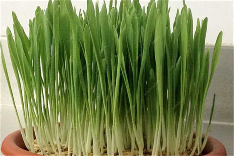Picture of All Season Cat Grass Foliage Plant Bonsai Seeds - 300 Pcs SeedS