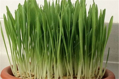 Picture of All Season Cat Grass Foliage Plant Bonsai Seeds - 300 Pcs SeedS