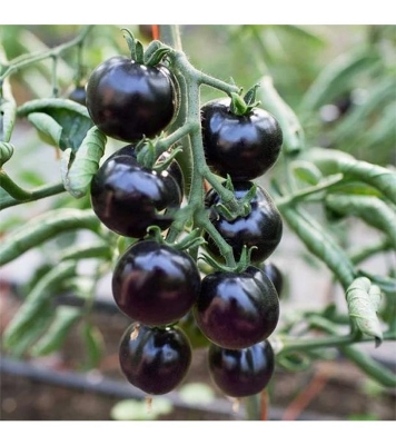 Picture of 25 Pcs Global Black Cherry Tomato SeedS