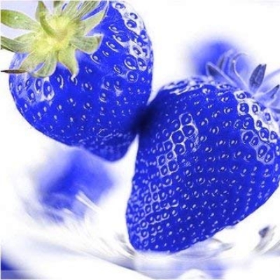 Picture of  All Season Giant 30 Pcs Blue Strawberry Seeds - 30 Pcs Seeds