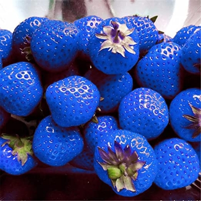 Picture of  All Season Giant 30 Pcs Blue Strawberry Seeds - 30 Pcs Seeds