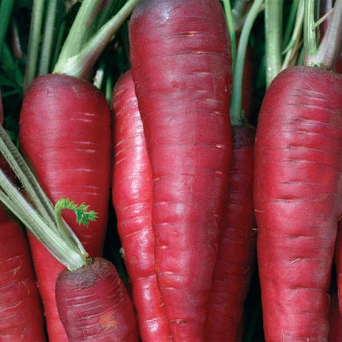 Picture of All Season Red Carrot Seeds  - 50 Pcs SeedS