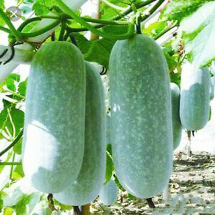 Picture of 10 Pcs Natural Chalkumra SeedS 
