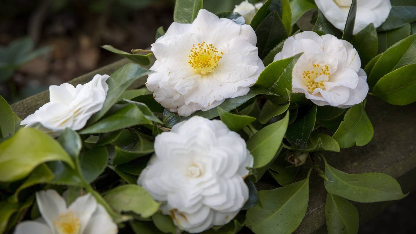 Picture of  All Season Beautiful Jasmine Flower Bonsai Seeds - 20 Pcs SeedS