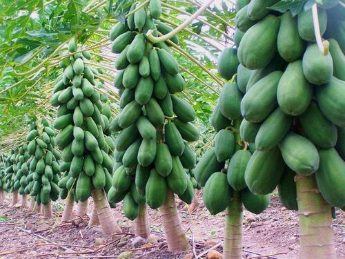 Picture of  All Season Thai 15 Pcs Papaya Seeds-15 Pcs Seeds