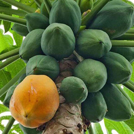 Picture of  All Season Thai 15 Pcs Papaya Seeds-15 Pcs Seeds