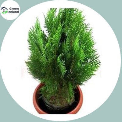 Picture of Imported Pabon Jhau Tree Seeds - 20Pcs Seeds
