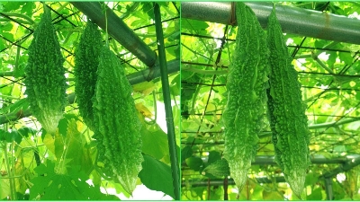 Picture of Balsom / Bitter Seeds  - 15 Pcs SeedS