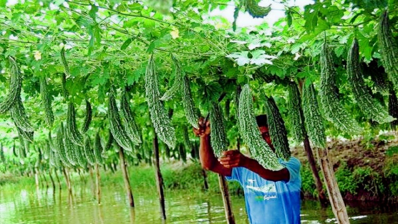 Picture of Balsom / Bitter Seeds  - 15 Pcs SeedS