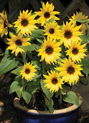 Picture of All Season Natural Sunflower Bonsai SeedS - 15 Pcs SeedS