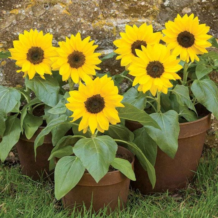 Picture of All Season Natural Sunflower Bonsai SeedS - 15 Pcs SeedS