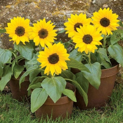 Picture of All Season Natural Sunflower Bonsai SeedS - 15 Pcs SeedS
