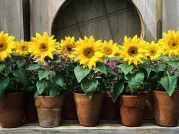 Picture of All Season Natural Sunflower Bonsai SeedS - 15 Pcs SeedS