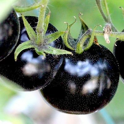 Picture of All Season Black Cherry Tomato Seeds - 25 Pcs SeedS