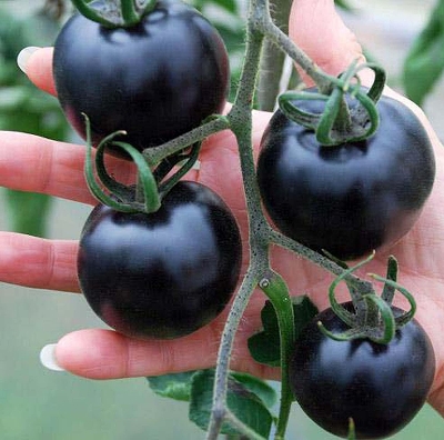 Picture of All Season Black Cherry Tomato Seeds - 25 Pcs SeedS