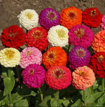 Picture of Global Zinnia Flower Seeds  - 20 Pcs SeedS