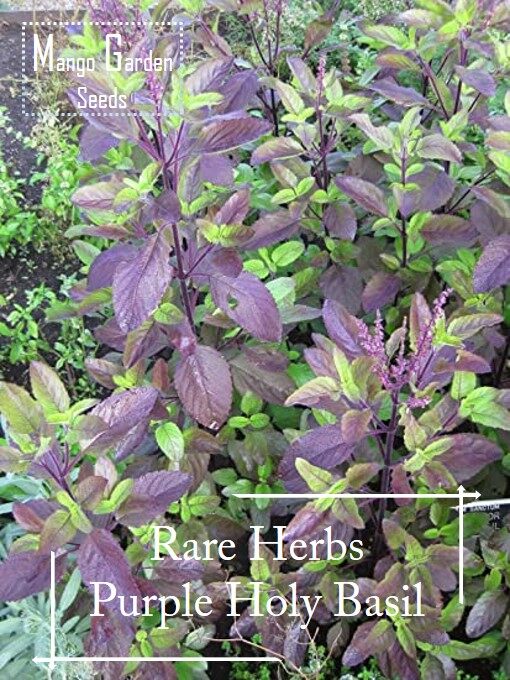 Picture of 25 Pcs All Season Red Basil / Tulsi SeedS 