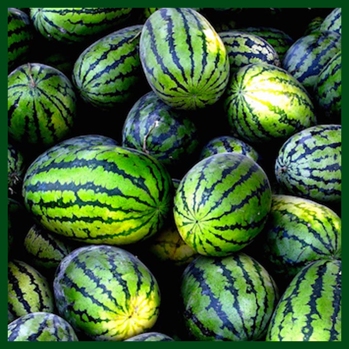 Picture of  All Season Watermelon Seeds  - 10 Pcs Seeds