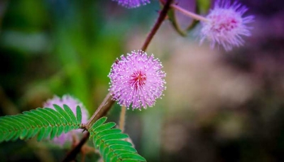 Picture of All Season Lojjaboti/Mimosa Plant Seeds -20 Pcs Seeds