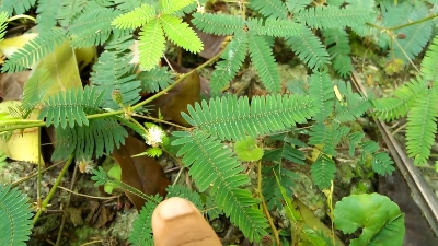 Picture of All Season Lojjaboti/Mimosa Plant Seeds -20 Pcs Seeds