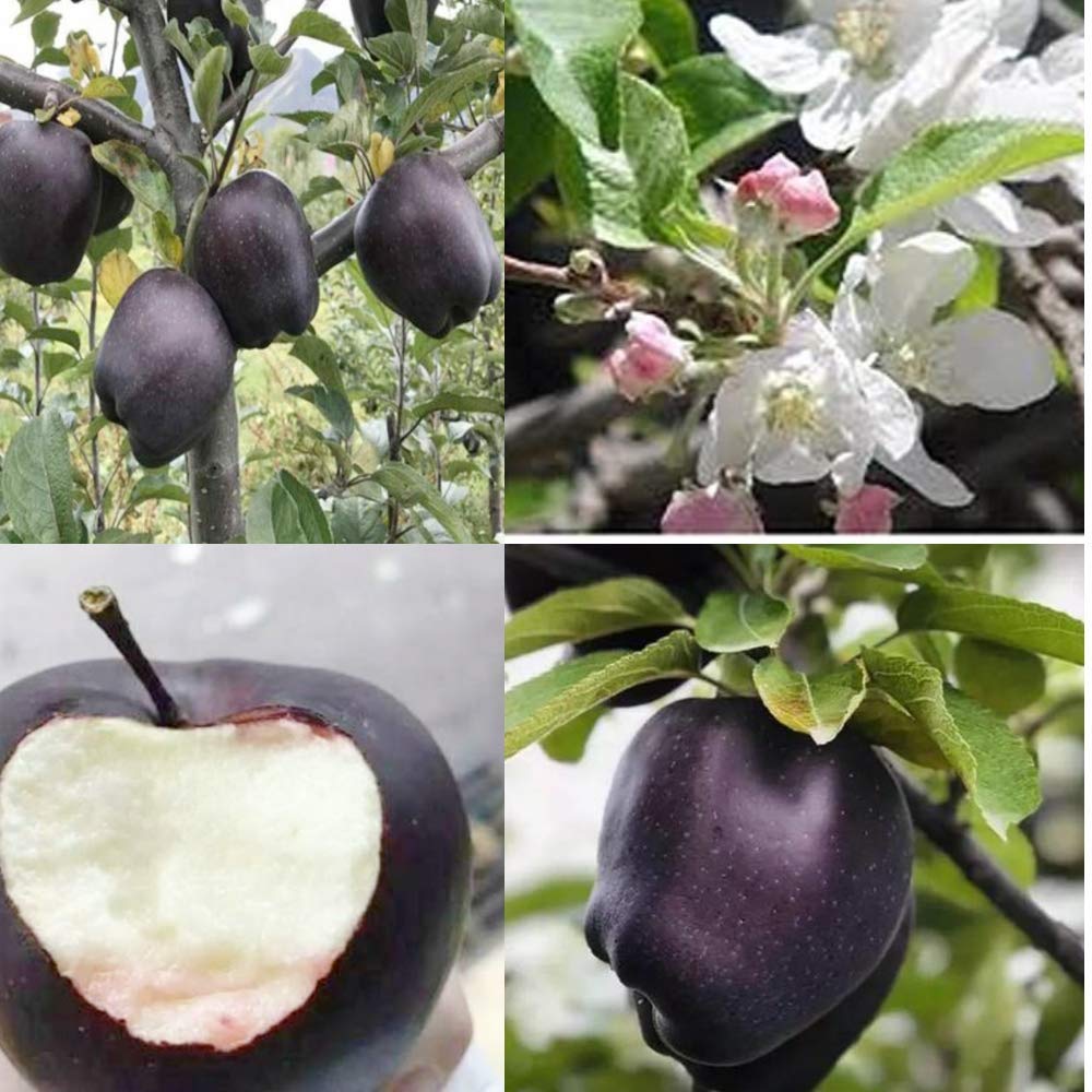 Picture of All Season Black diamond apple Seeds - 10 Pcs Seeds