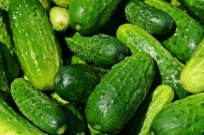 Picture of All Season 15 Pcs Hybrid F1 Khirai Seeds Seeds