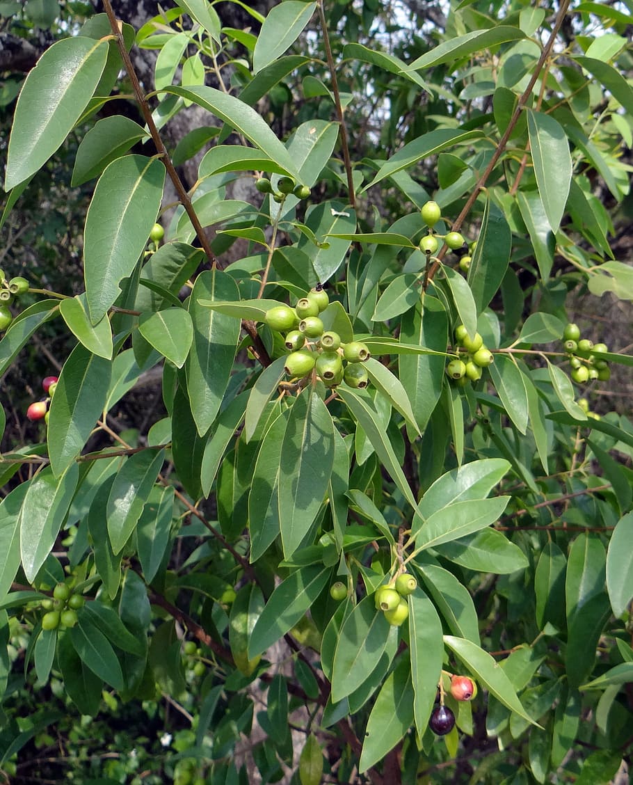 Picture of Blood Sandalwood Tree Seeds -05 pcs seedS
