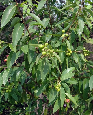 Picture of Blood Sandalwood Tree Seeds -05 pcs seedS