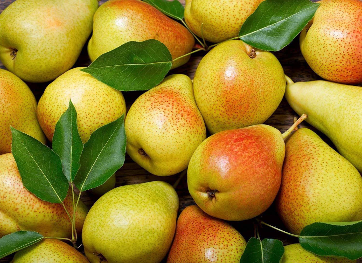 Picture of Pear Tree SeedS - 10 pcs (Global Seeds)