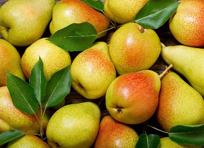 Picture of Pear Tree SeedS - 10 pcs (Global Seeds)