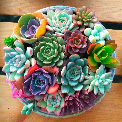 Picture of 15 Pcs Sedeveria Letizia Cactus Seeds - 15 Pcs SeedS