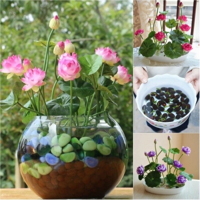 Picture of  Japanese All Season Lotus Flower / Water Lily Seeds - 5 Pcs SeedS/*