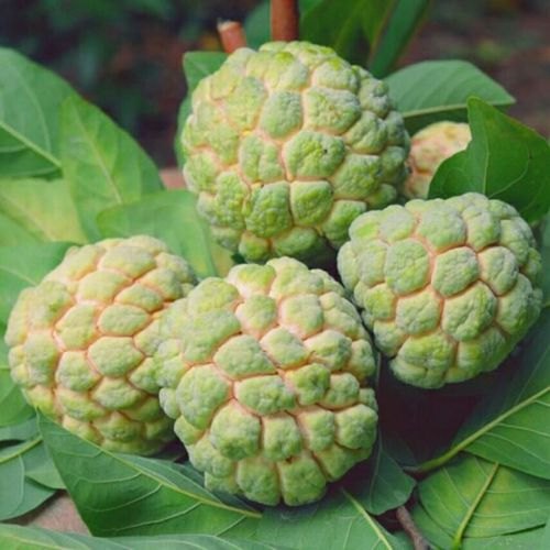 Picture of All Season Suger Free Sharifa SeedS  - 10 Pcs SeedS