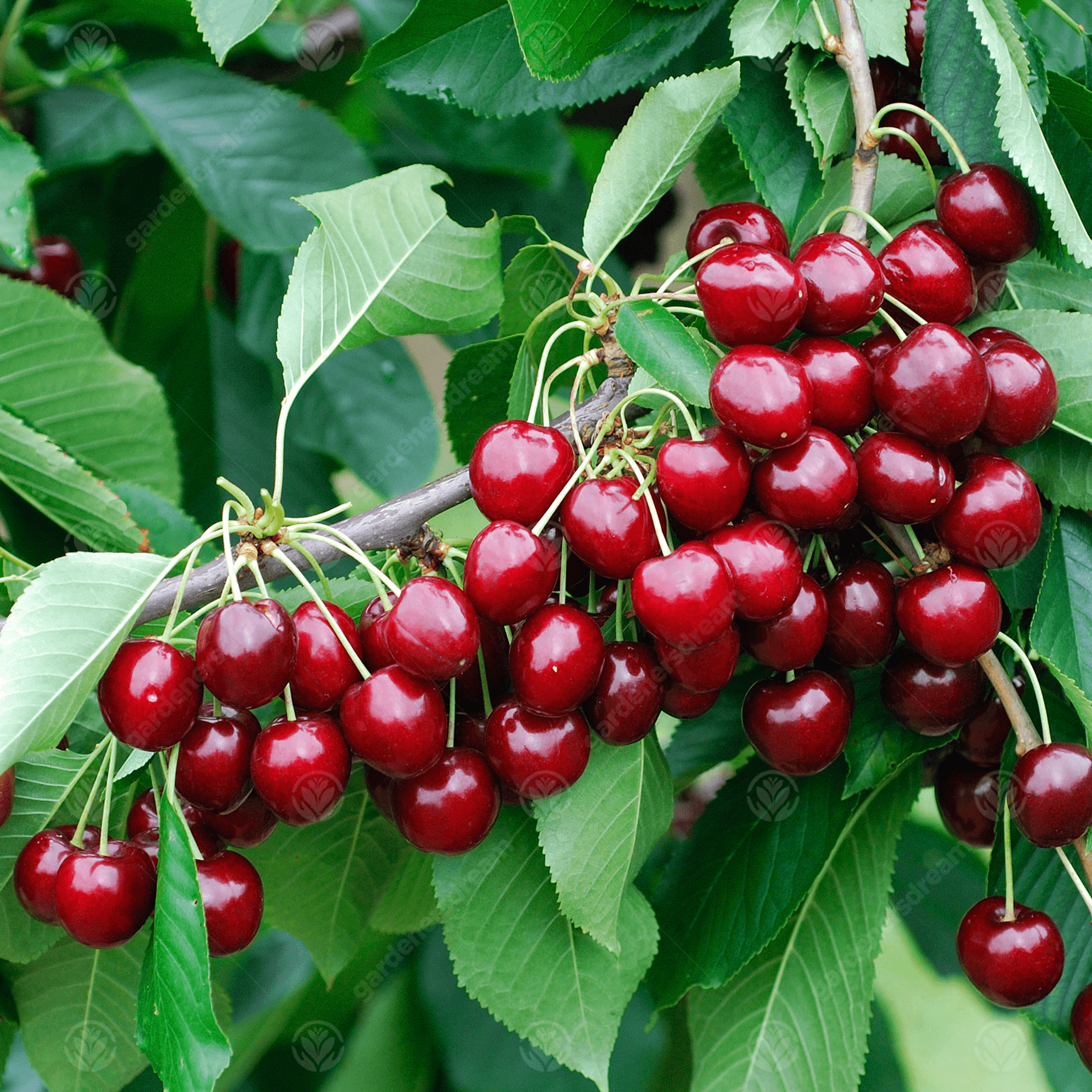 Picture of All Season Sweet Cherry Plant Seeds - 5 Pcs Seeds (intact packet)