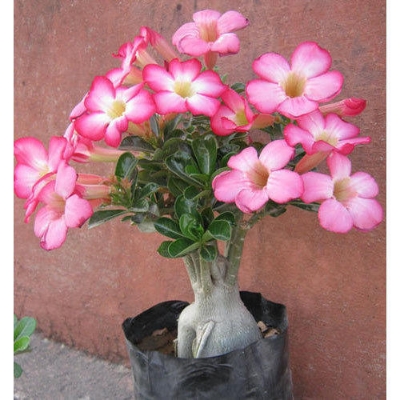 Picture of Bonsai Multicolor Single Petal Adenium Obseum SeedS - 5pcs SeedS