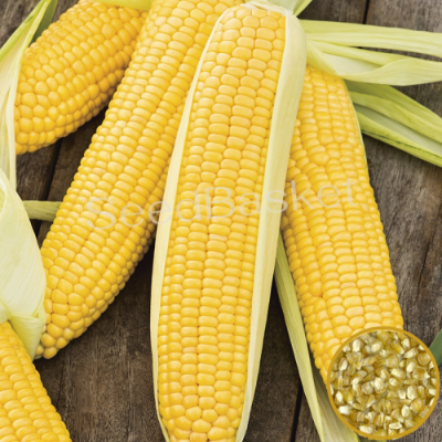 Picture of Hybrid Buttergold All Season Sweet Corn Seeds  -30 Pcs Seeds