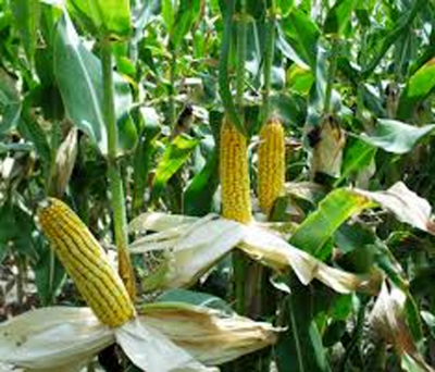 Picture of Hybrid Buttergold All Season Sweet Corn Seeds  -30 Pcs Seeds