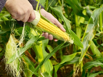 Picture of Hybrid Buttergold All Season Sweet Corn Seeds  -30 Pcs Seeds