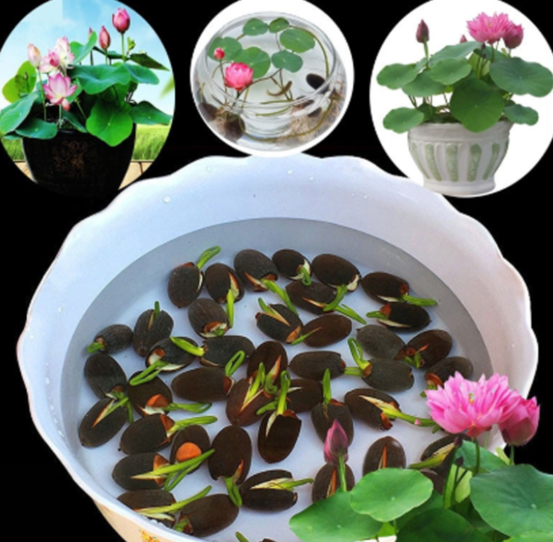 Picture of Lotus Flower Bonsai For Summer Real Bowl Lotus Pots Bonsai Seeds - 5 pcs