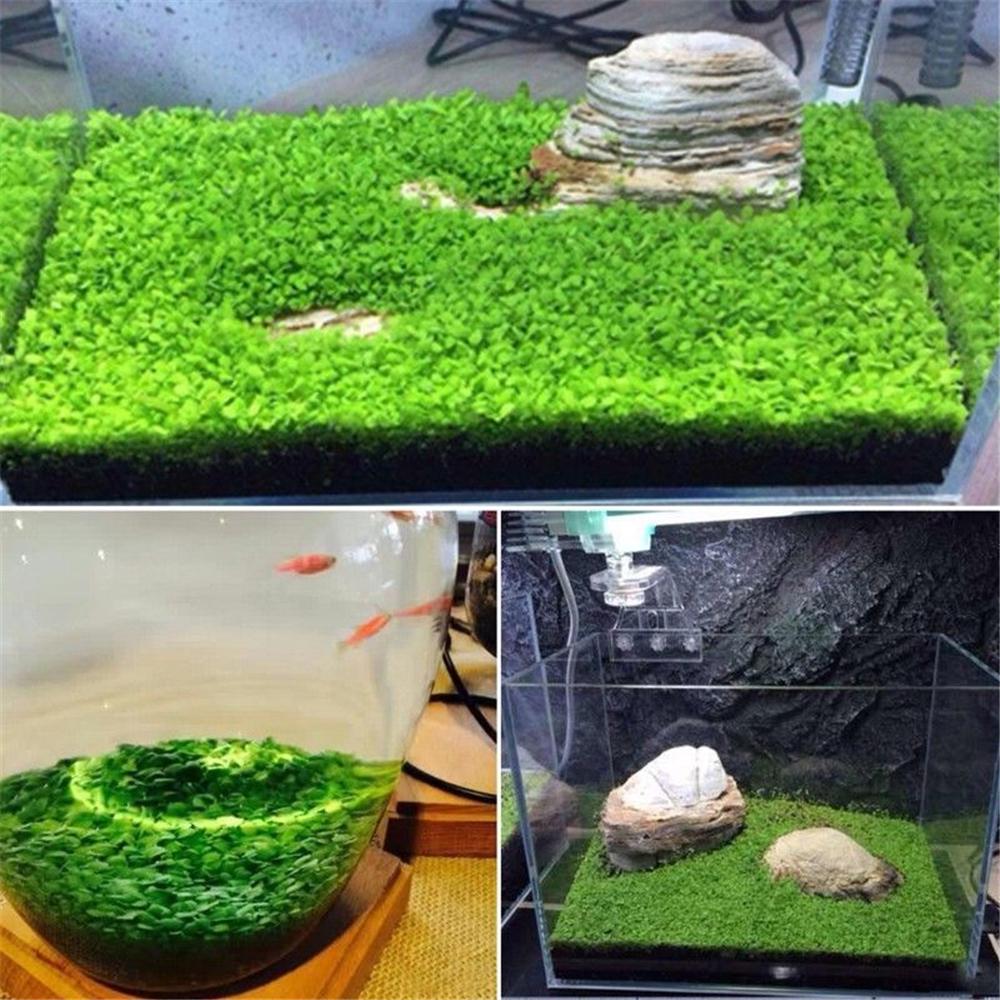 Picture of 300+ Aquarium Plants Seeds Mini Dwarf Pearl Plants Aquarium Grass Seed Fish Tank Ornamental Aquatic Water Grass Plant Pot Aquarium Grass Seeds Water Aquatic Plant Seeds Mini Double Leaves Water Plants Home Garden Easy To Grow