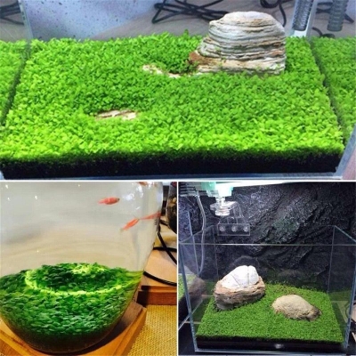 Picture of 300+ Aquarium Plants Seeds Mini Dwarf Pearl Plants Aquarium Grass Seed Fish Tank Ornamental Aquatic Water Grass Plant Pot Aquarium Grass Seeds Water Aquatic Plant Seeds Mini Double Leaves Water Plants Home Garden Easy To Grow
