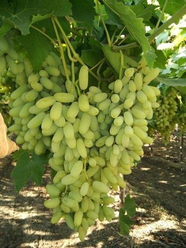 Picture of Super Sonaka Grape SeedS -20 Pcs SeedS