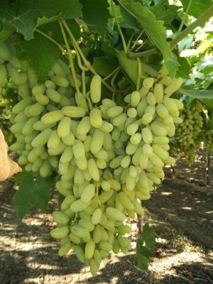 Picture of Super Sonaka Grape SeedS -20 Pcs SeedS