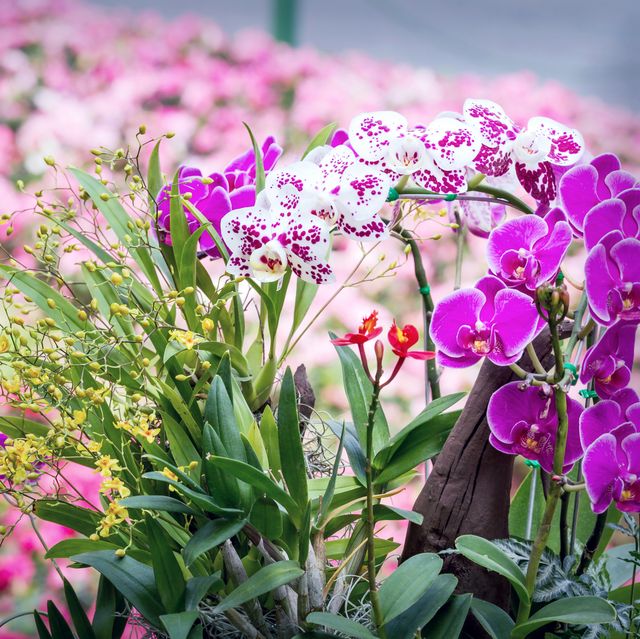 Picture of All Season Cymbidium Orchid Flower Seeds,: Mix - 10Pcs